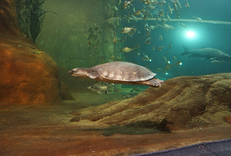 Monster Aquarium Pattaya Travel Package