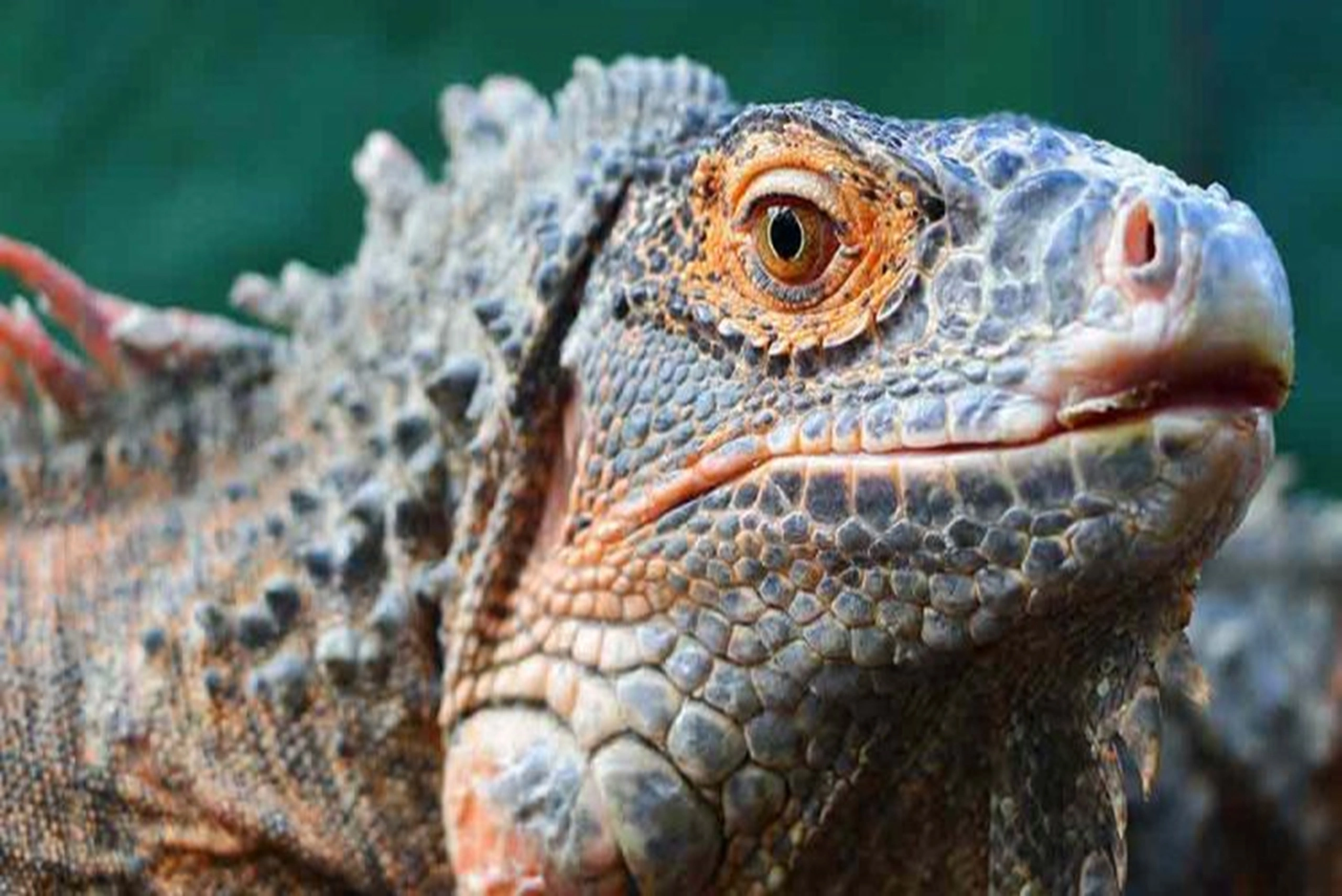 Aquarium Monster (6)