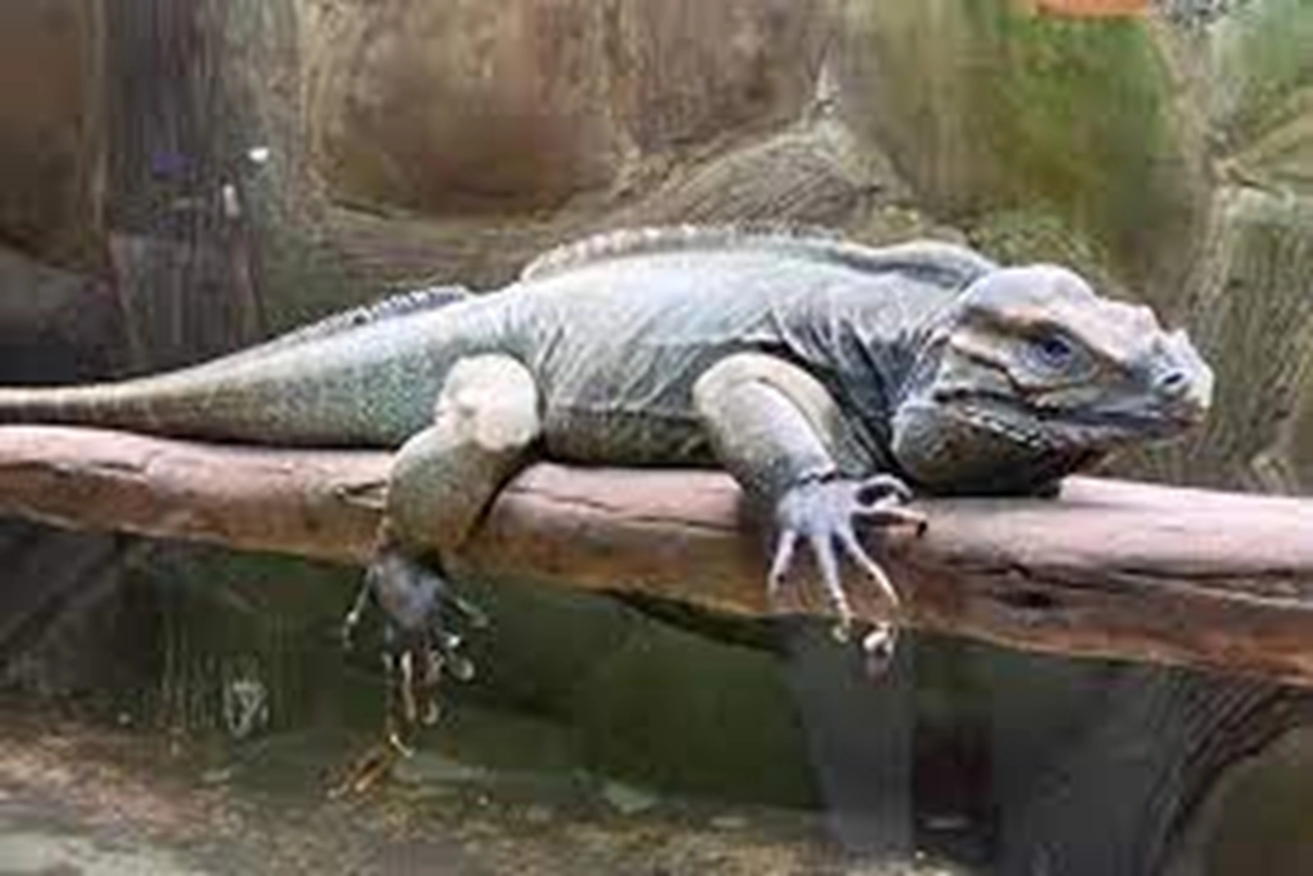 Aquarium Monster (8)