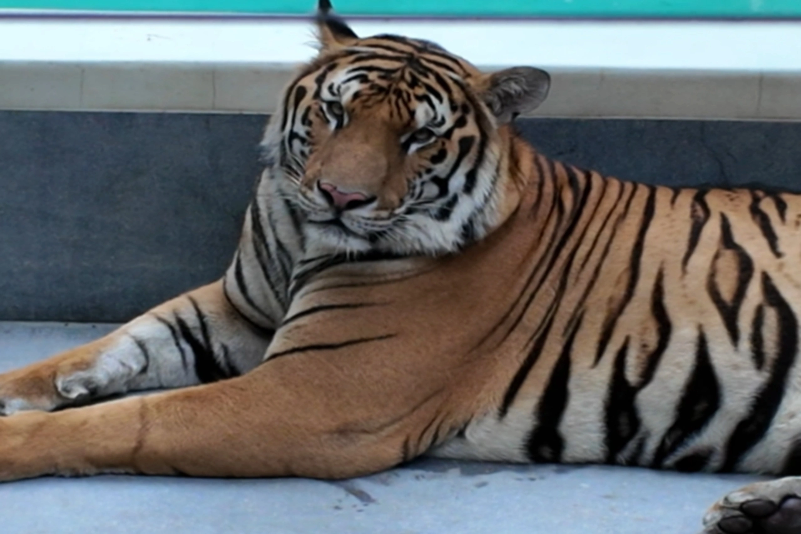 Pattaya tiger park (3) (1)