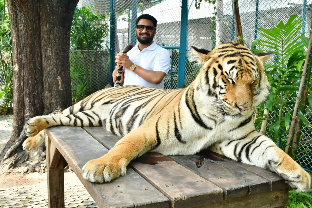 Tiger Park Pattaya Travel Package