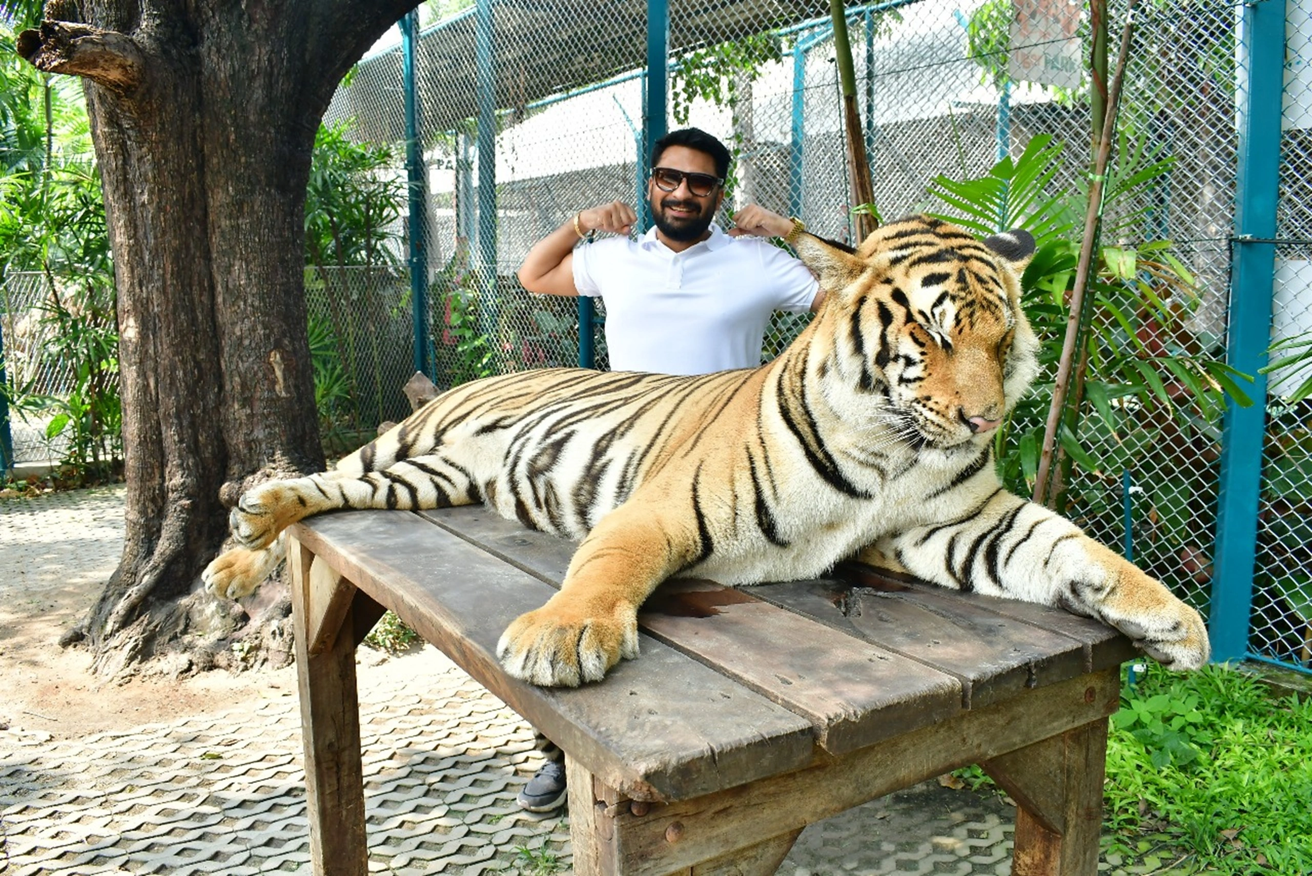 Pattaya tiger park (5)