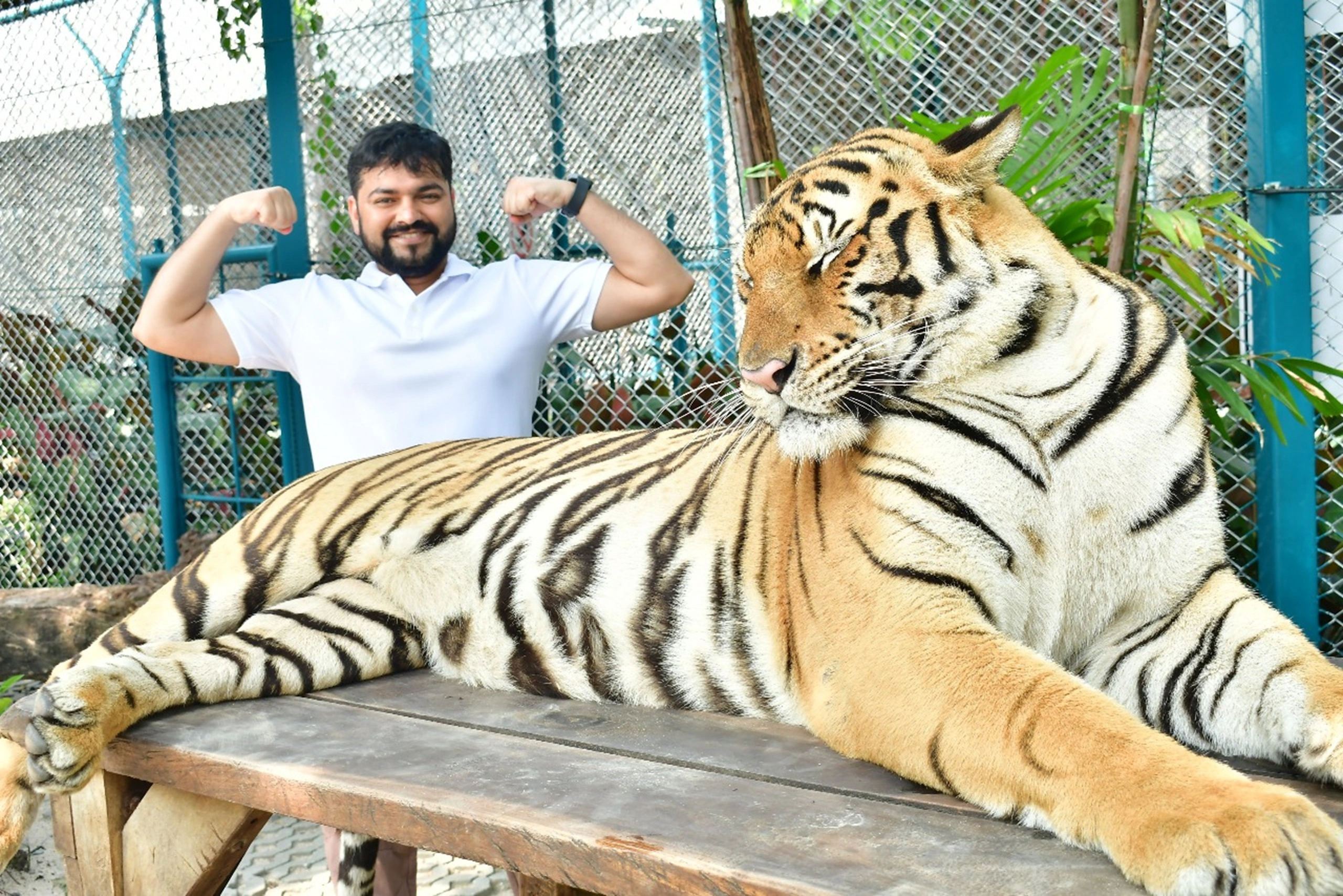 Pattaya tiger park (6)