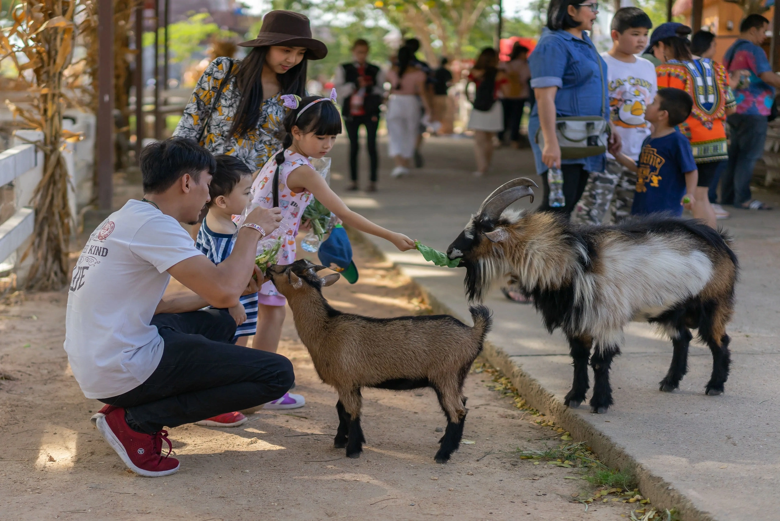 pattaya-sheep-farm (3)