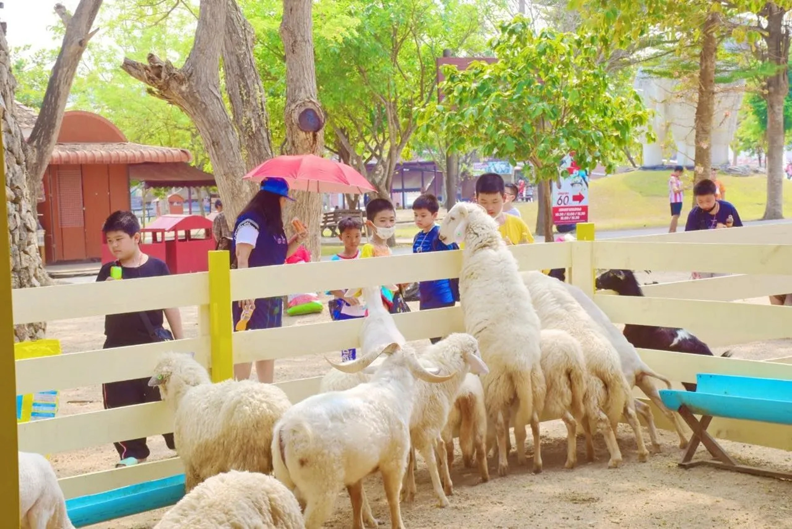 pattaya-sheep-farm (5)