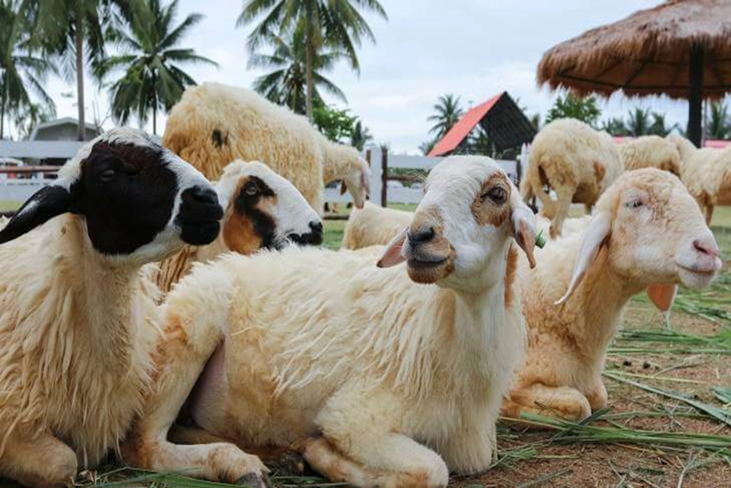 pattaya-sheep-farm