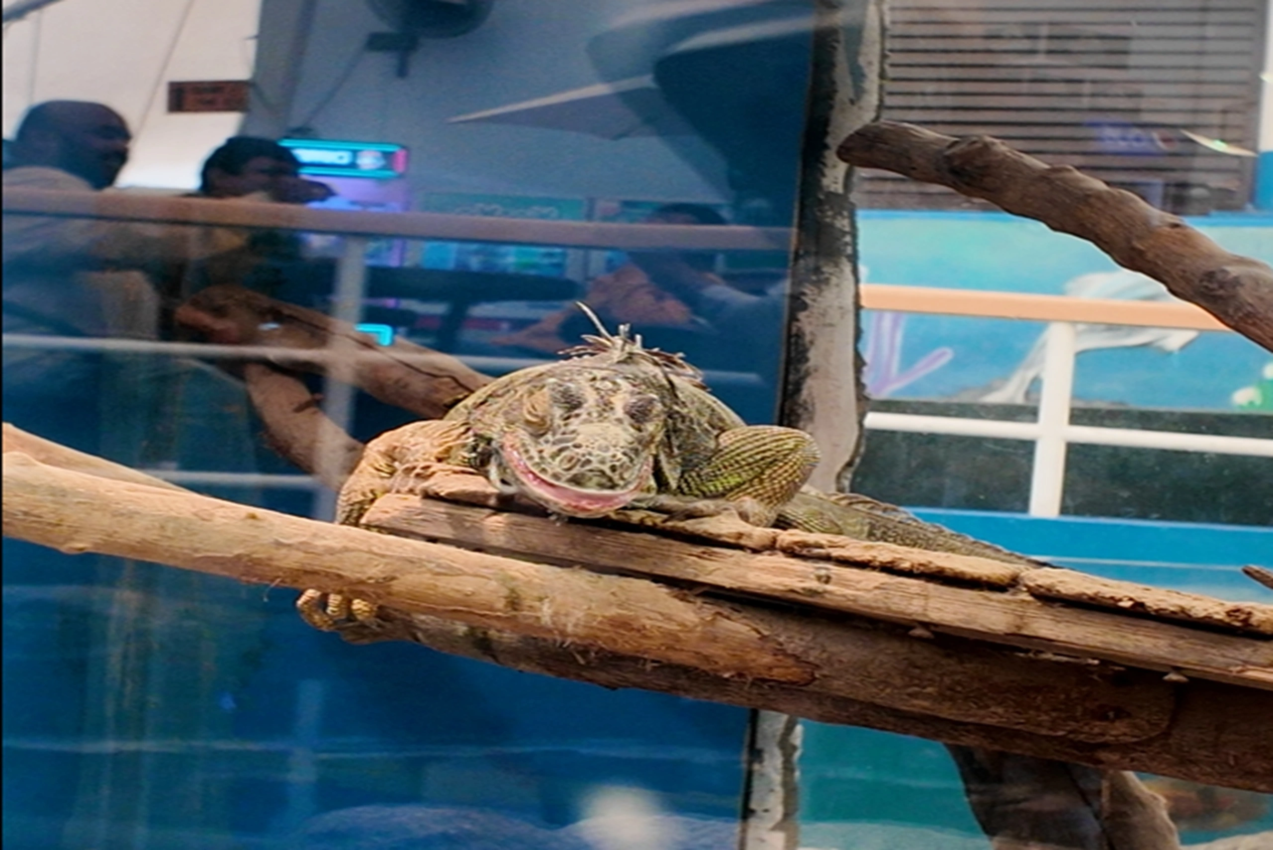 pattaya underwater (10)