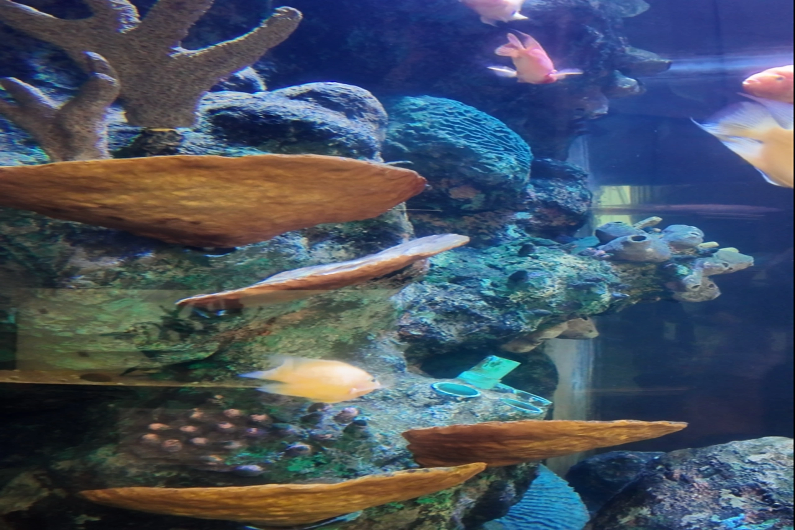 pattaya underwater (9)