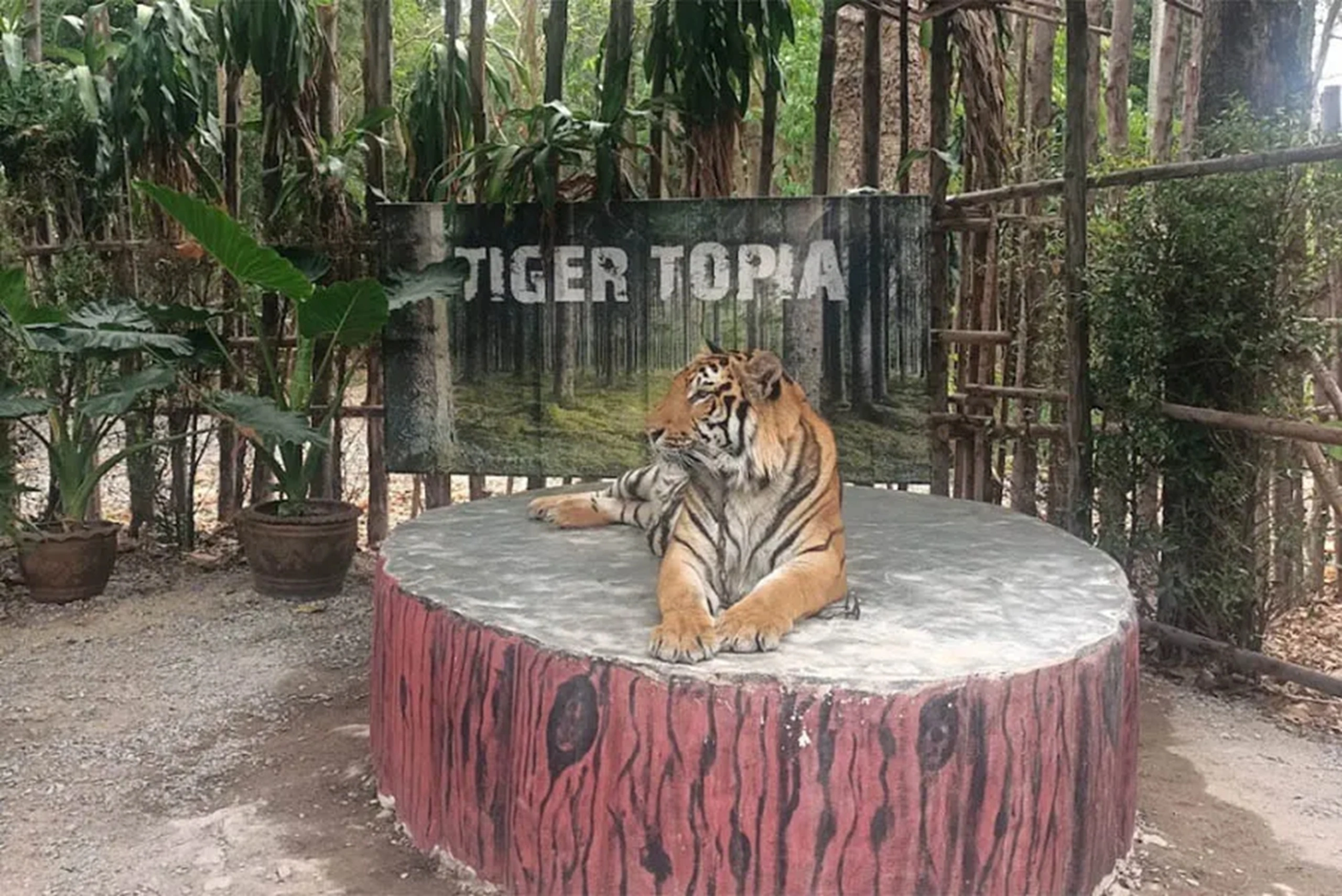 tiger-topia (2) (1)
