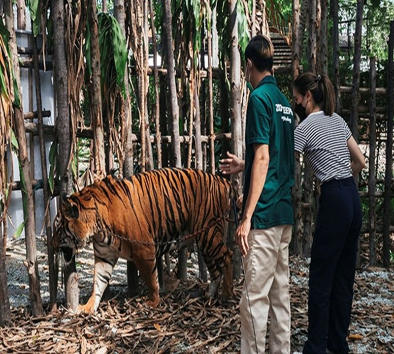 Tiger Topia Zoo Pattaya Travel Package