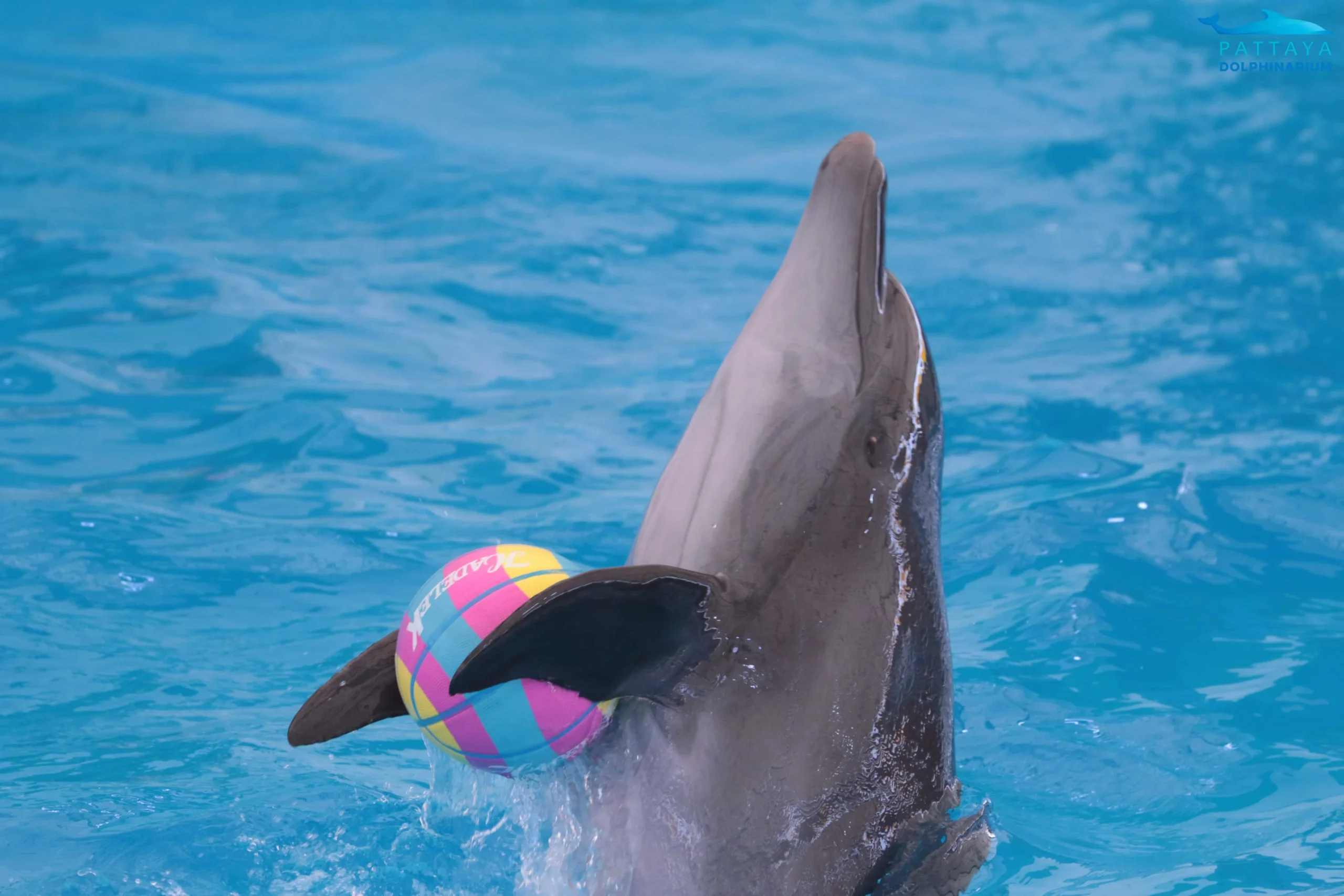 Dolphin Show Pattaya Travel Package
