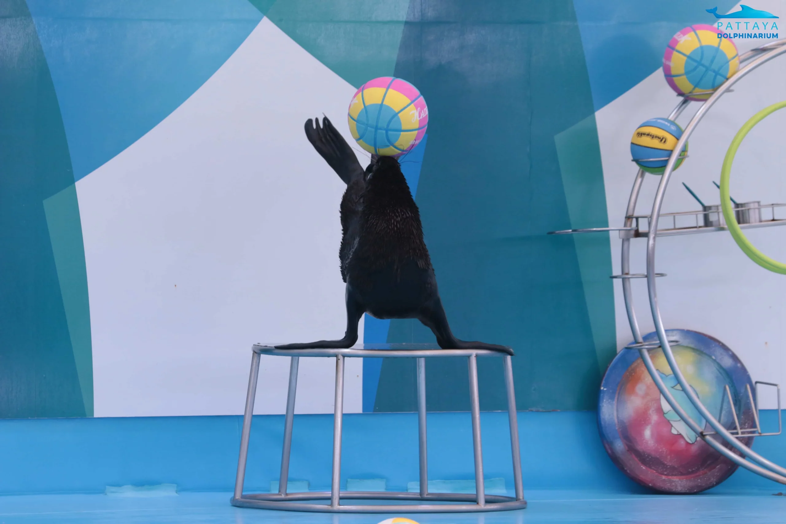 Playful seals performing tricks and balancing balls at the Pattaya Dolphinarium.